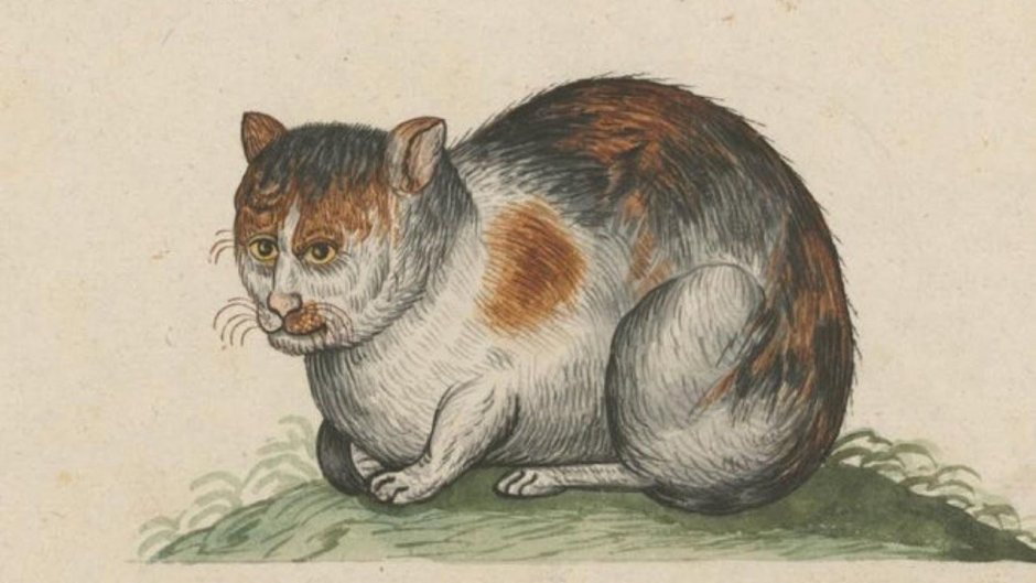 Средневековый Бестиарий Гравюры кошки