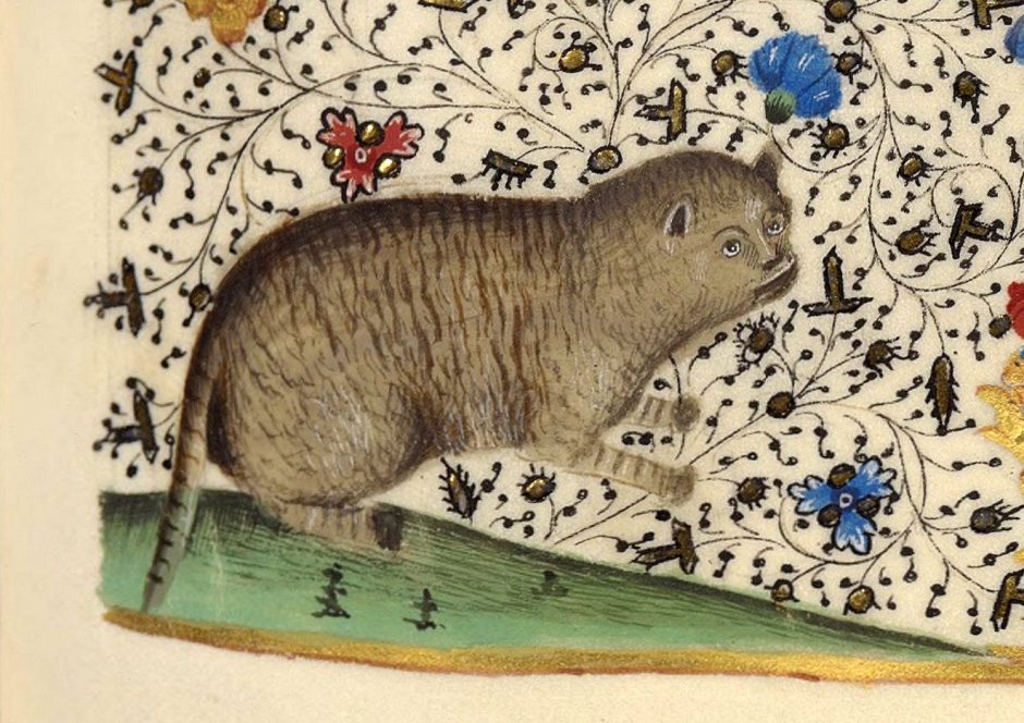 Фернандо Ботеро кот