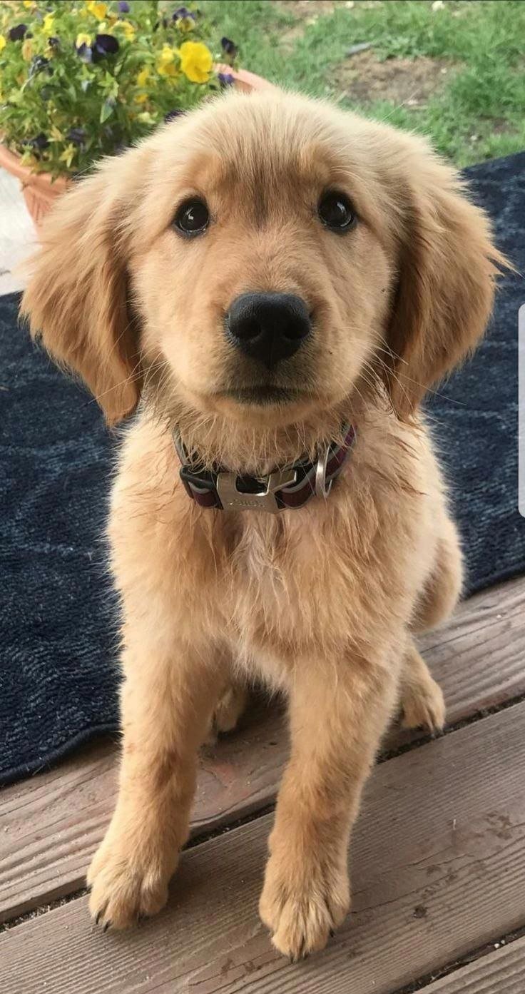 Метис золотистого ретривера