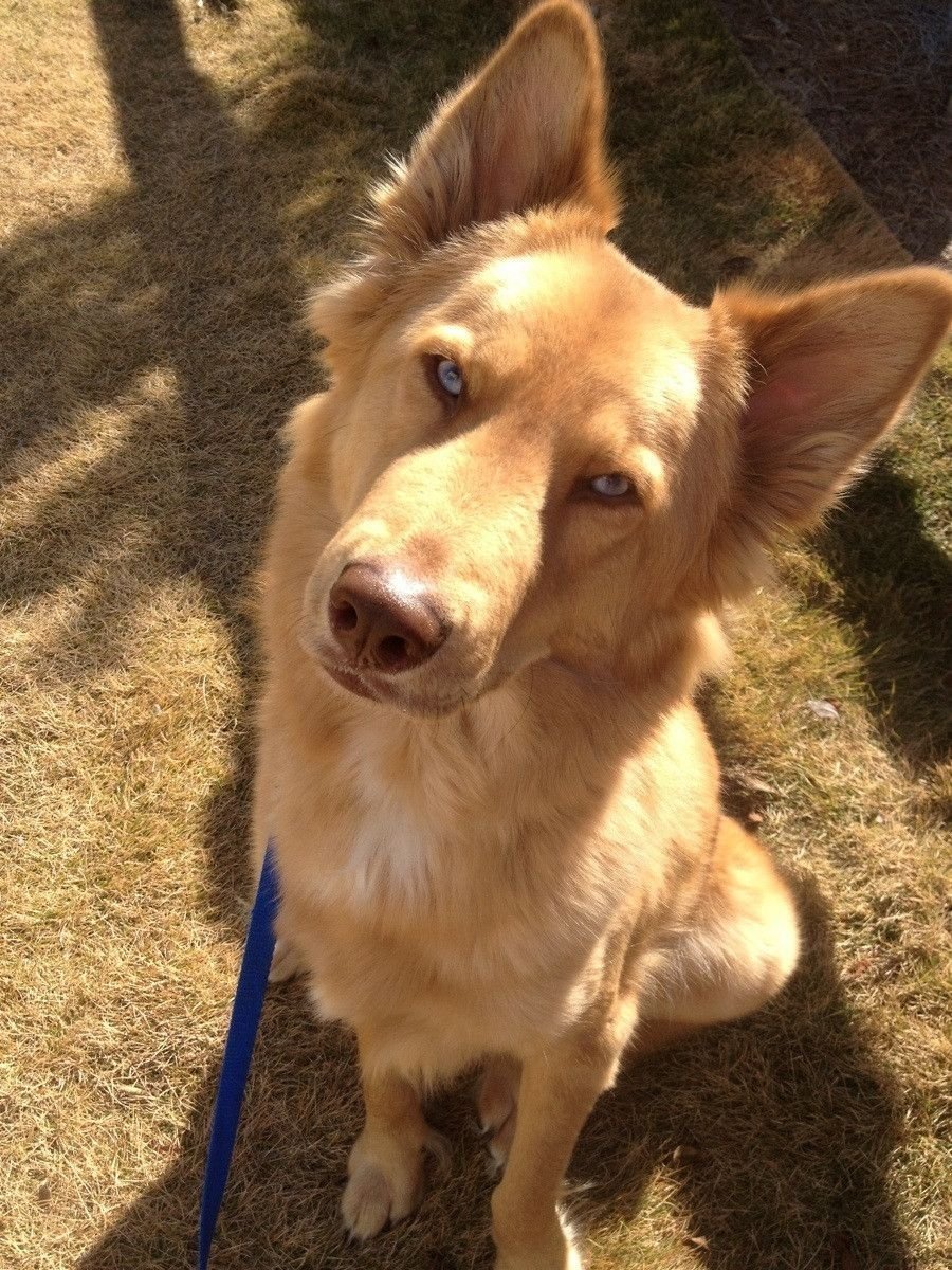 Метис золотистого ретривера