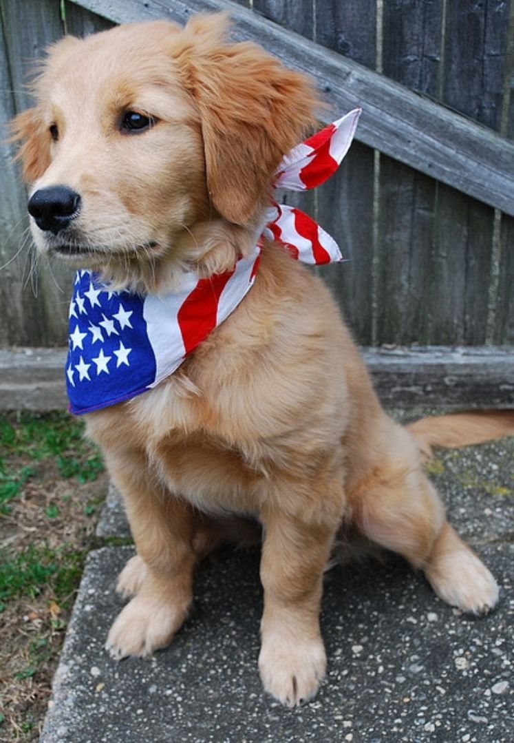 Метис золотистого ретривера и дворняги