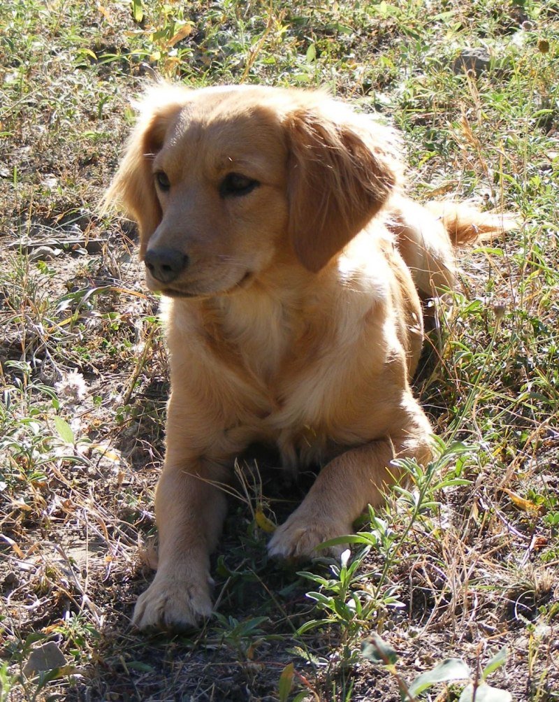 Метис колли и ретривера