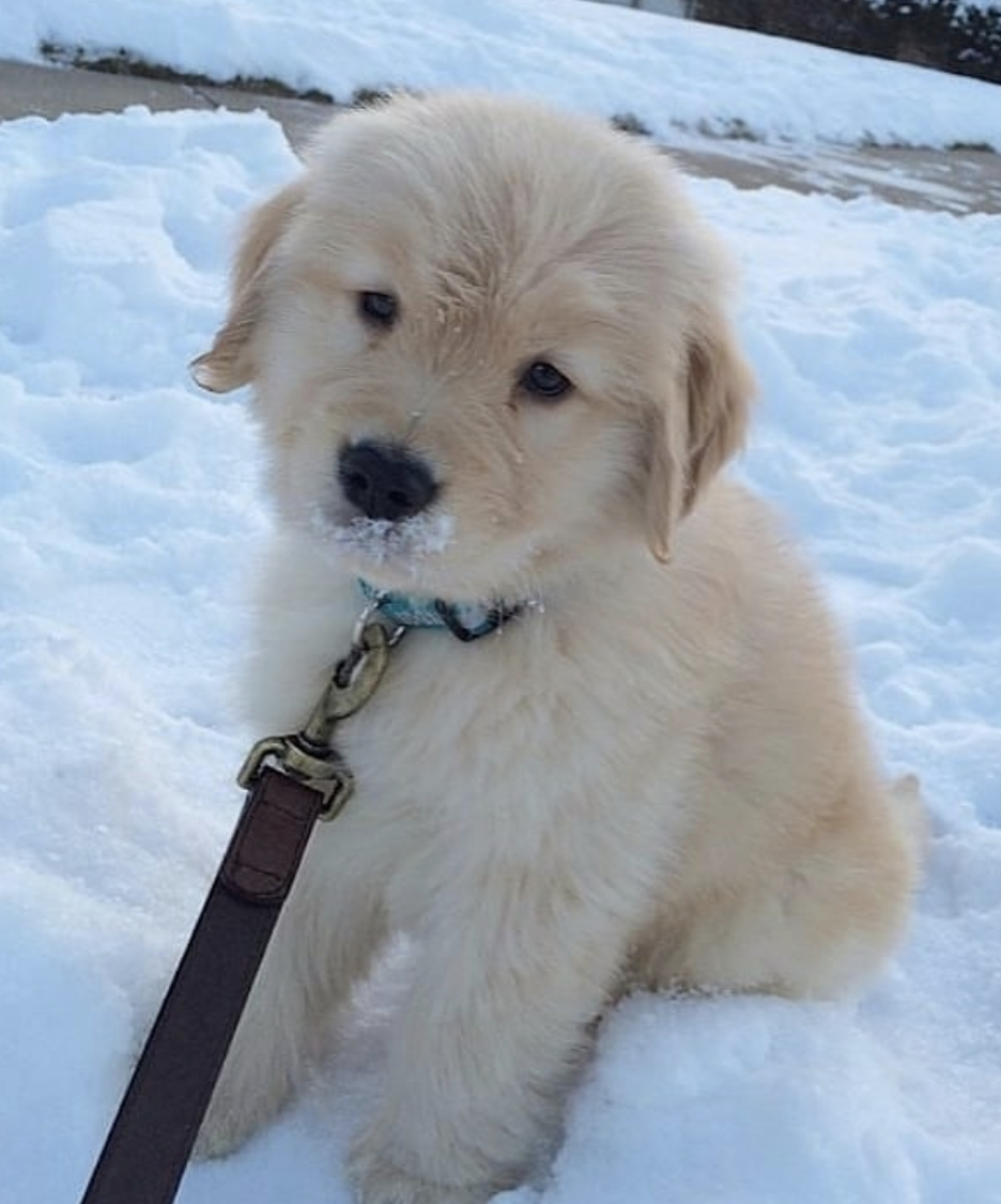 Метис золотистого ретривера