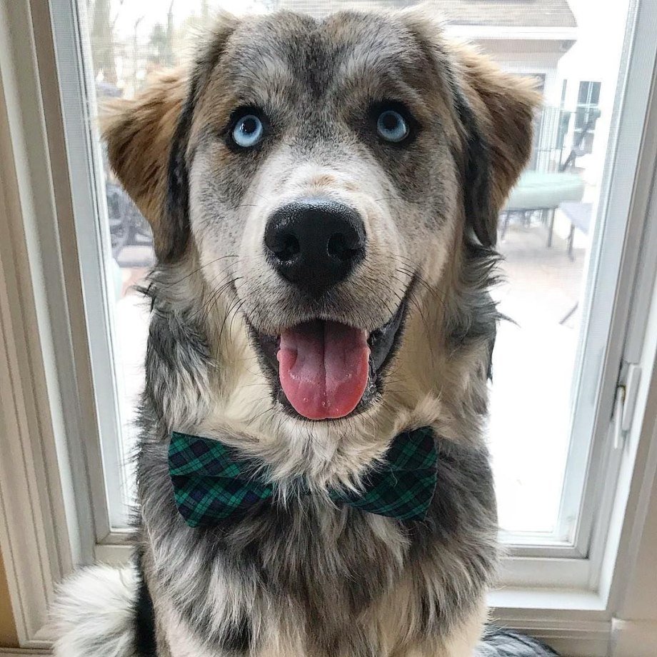 Помесь золотистого ретривера