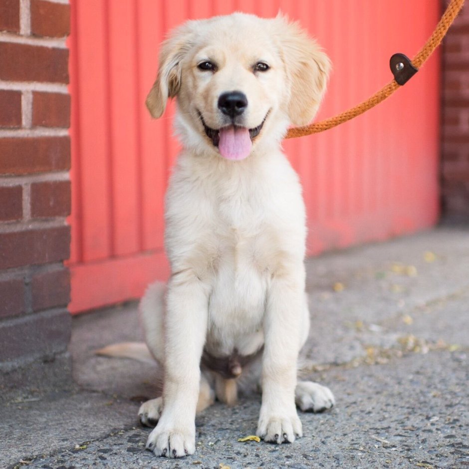 Метис ретривера