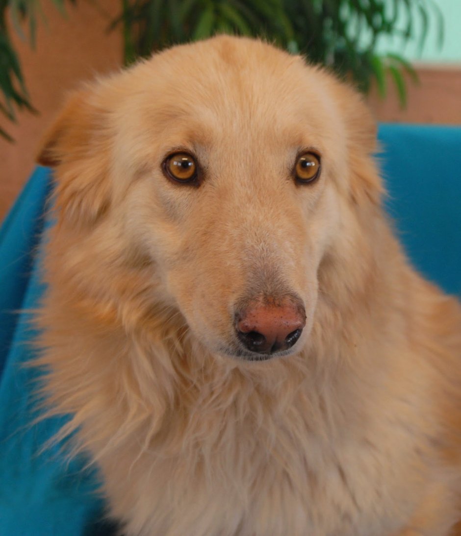 Золотистый ретривер и колли