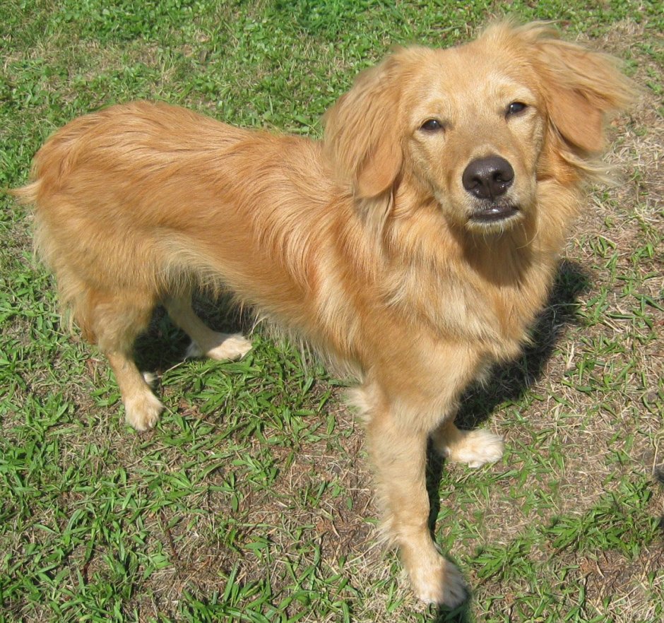 Метис корги и таксы