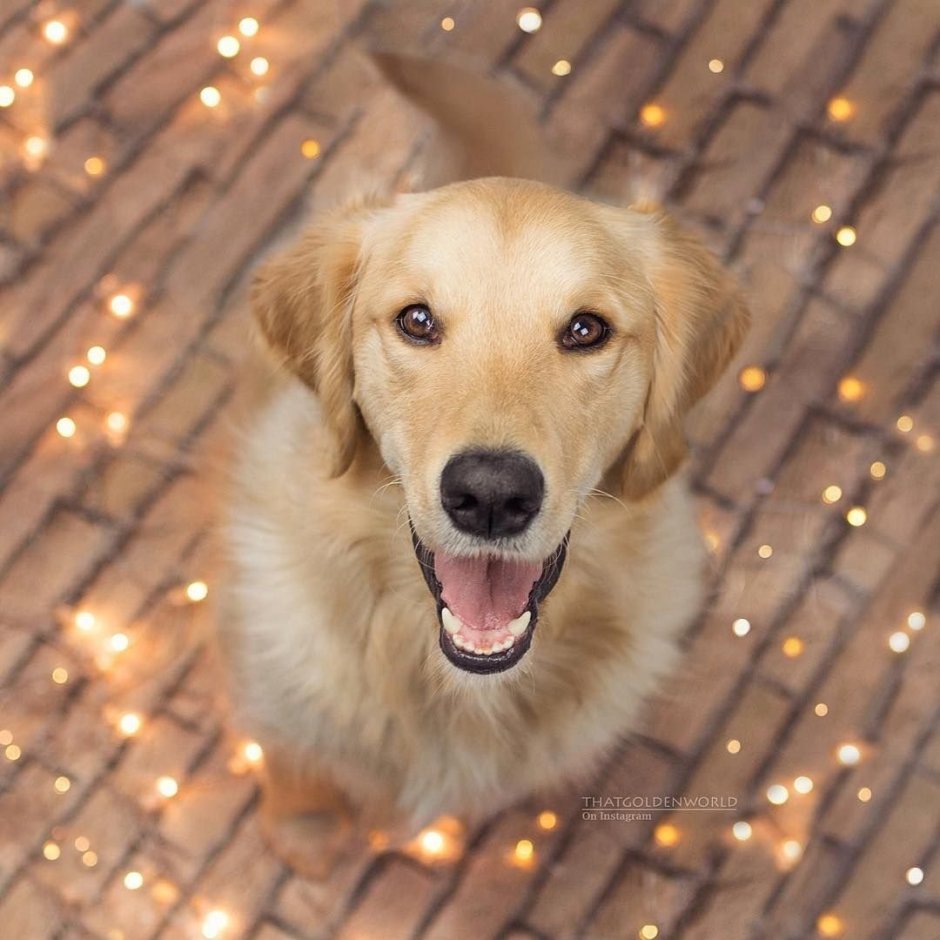 Золотистый ретривер Бадди