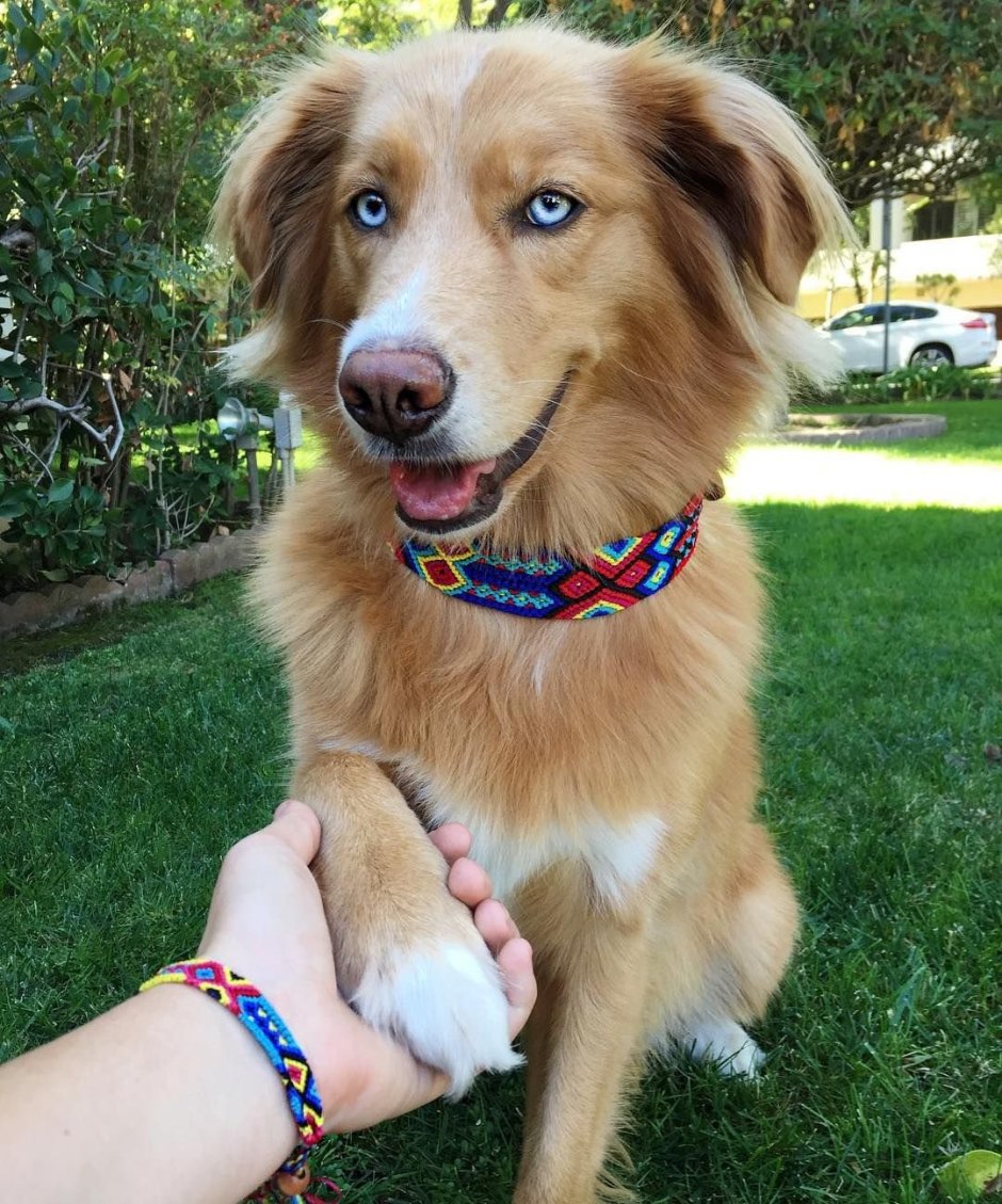 Бордер колли ретривер метис