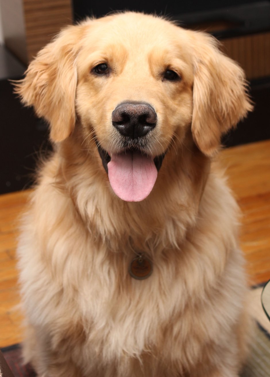 Метис золотистого ретривера