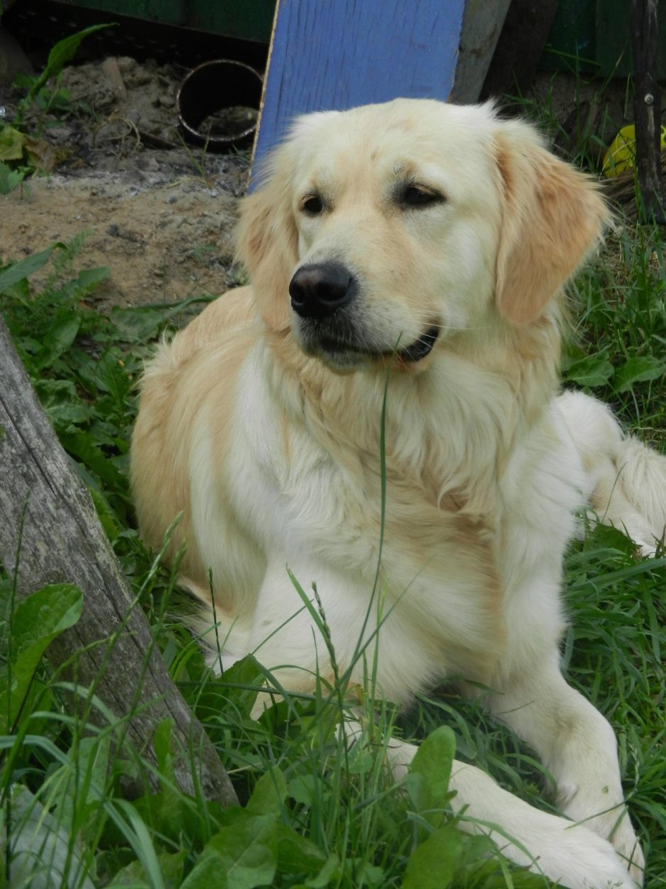 Метис лабрадора и ретривера