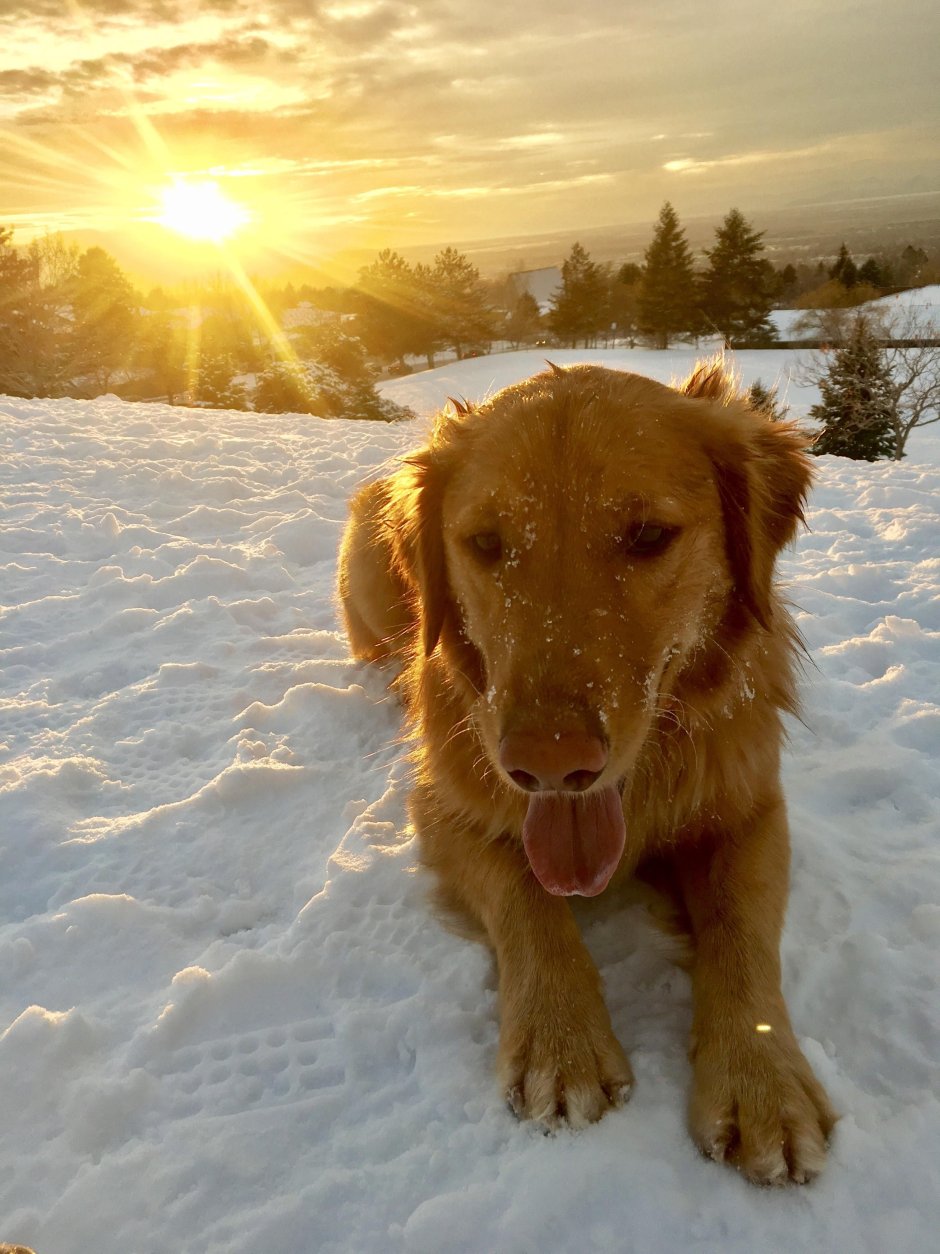 Помесь золотистого ретривера