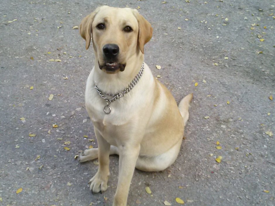 50 Килограмм золотистый ретривер