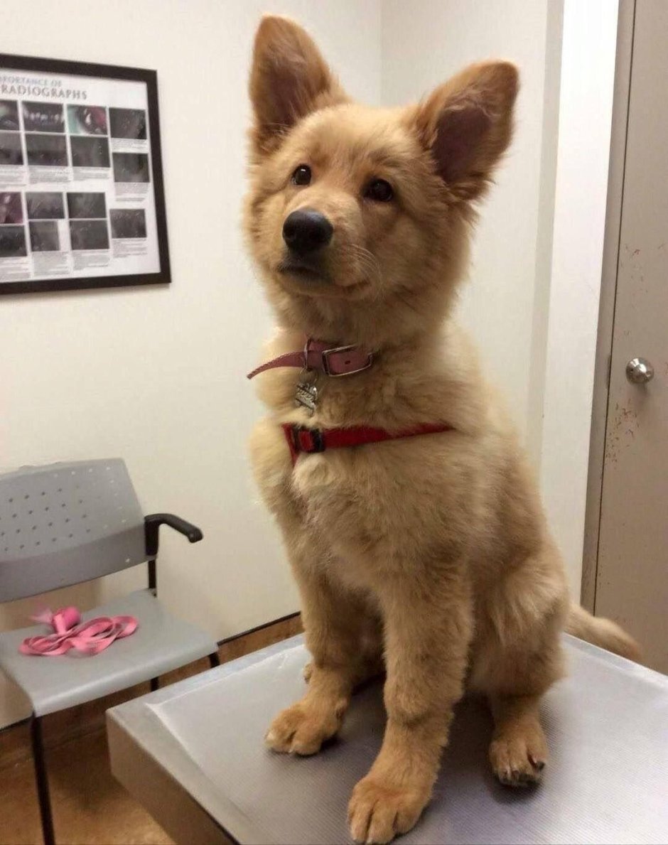 Белый золотистый ретривер метис