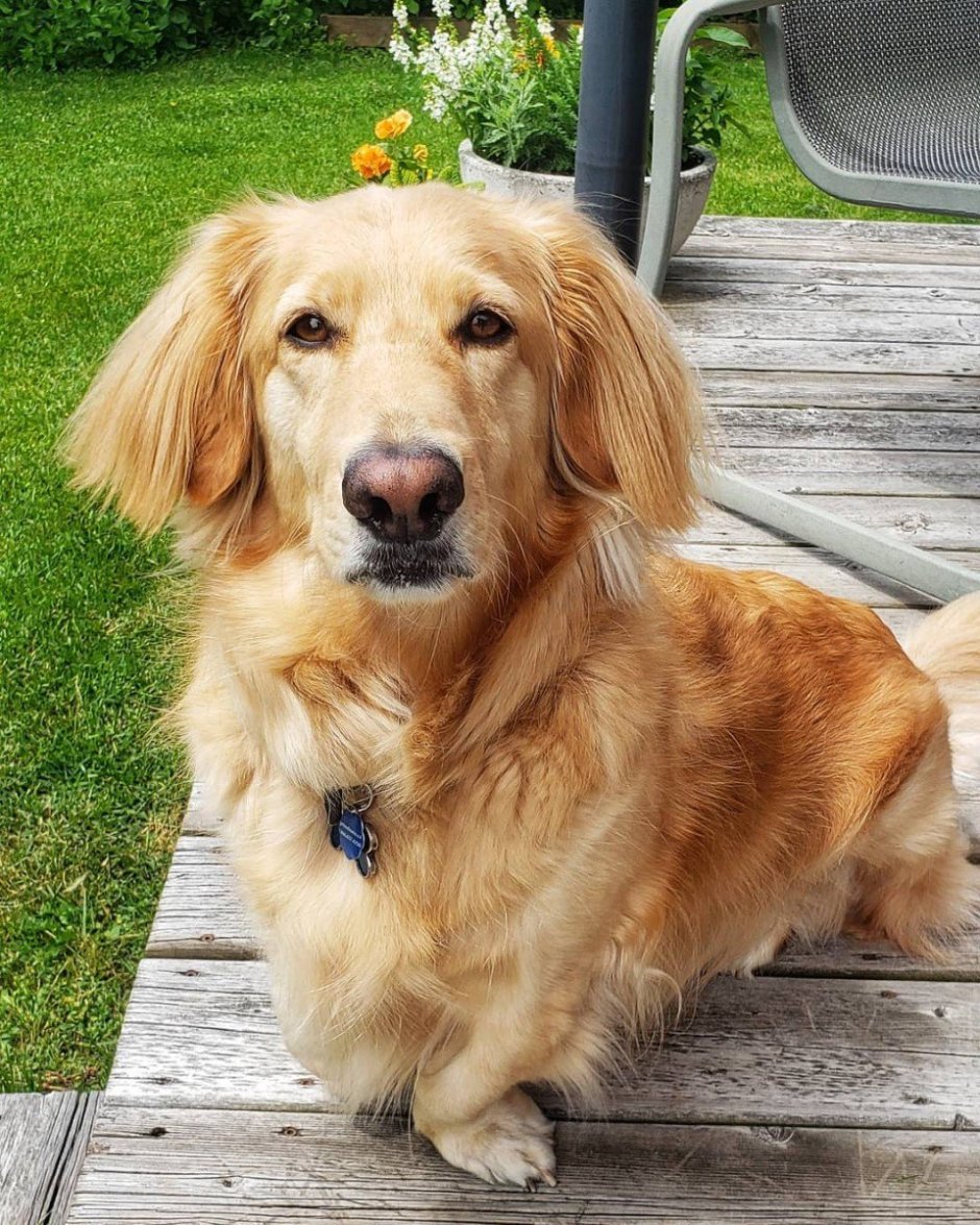 Голден ретривер и толлер