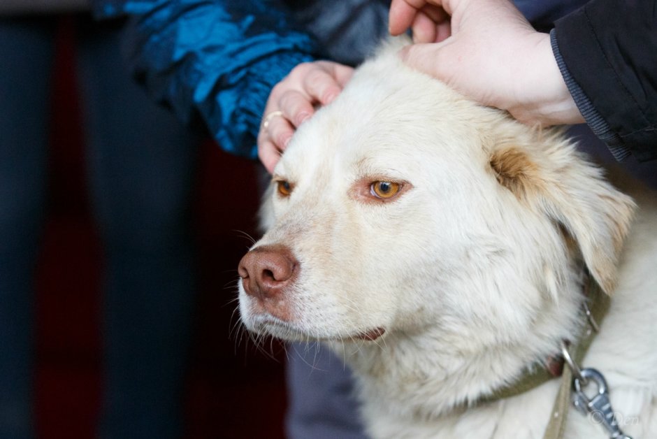Метис золотистого ретривера