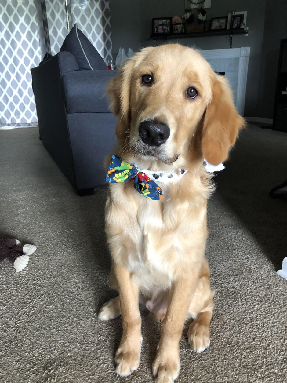 Метис Голден ретривера