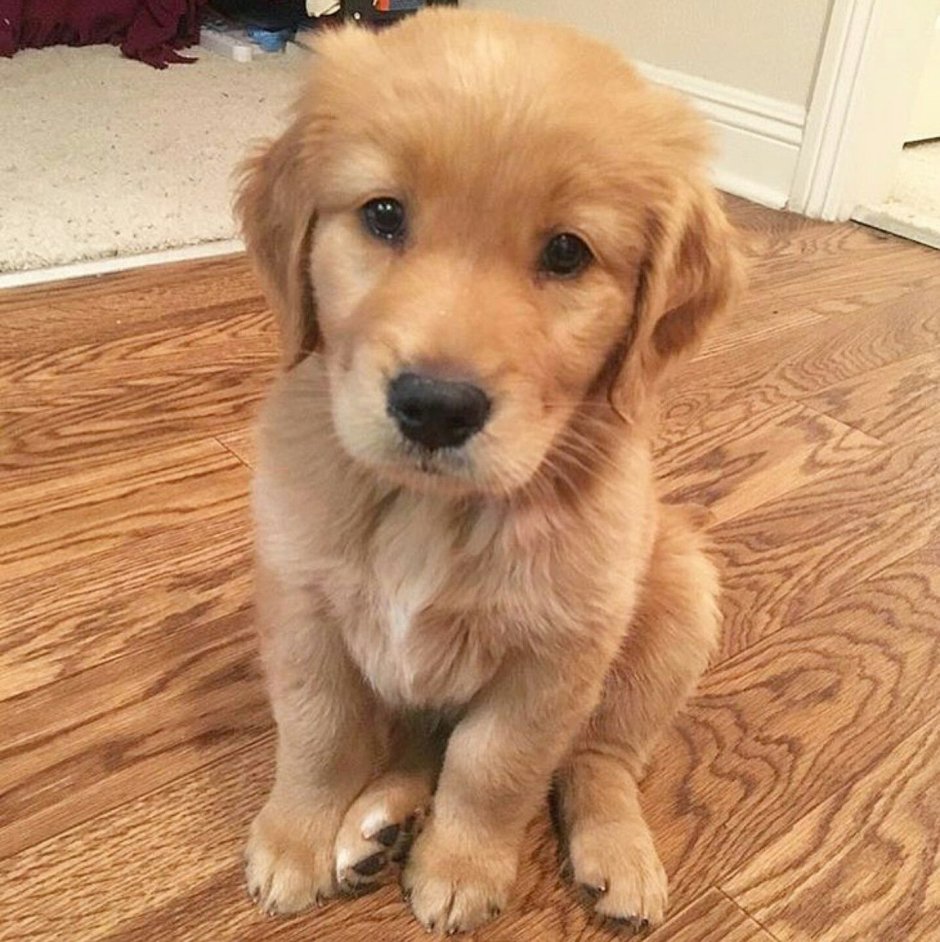 Золотистый ретривер