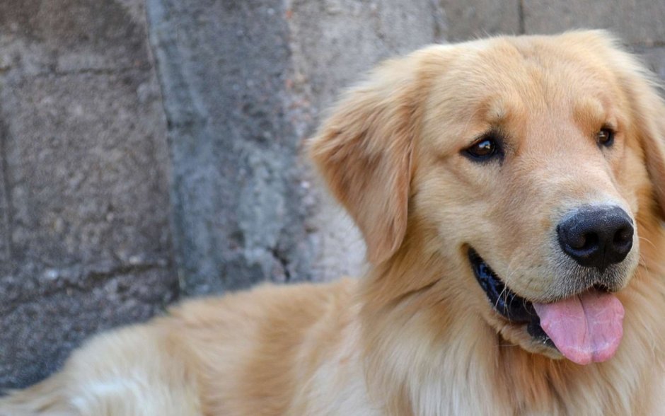 Метис ретривера и хаски