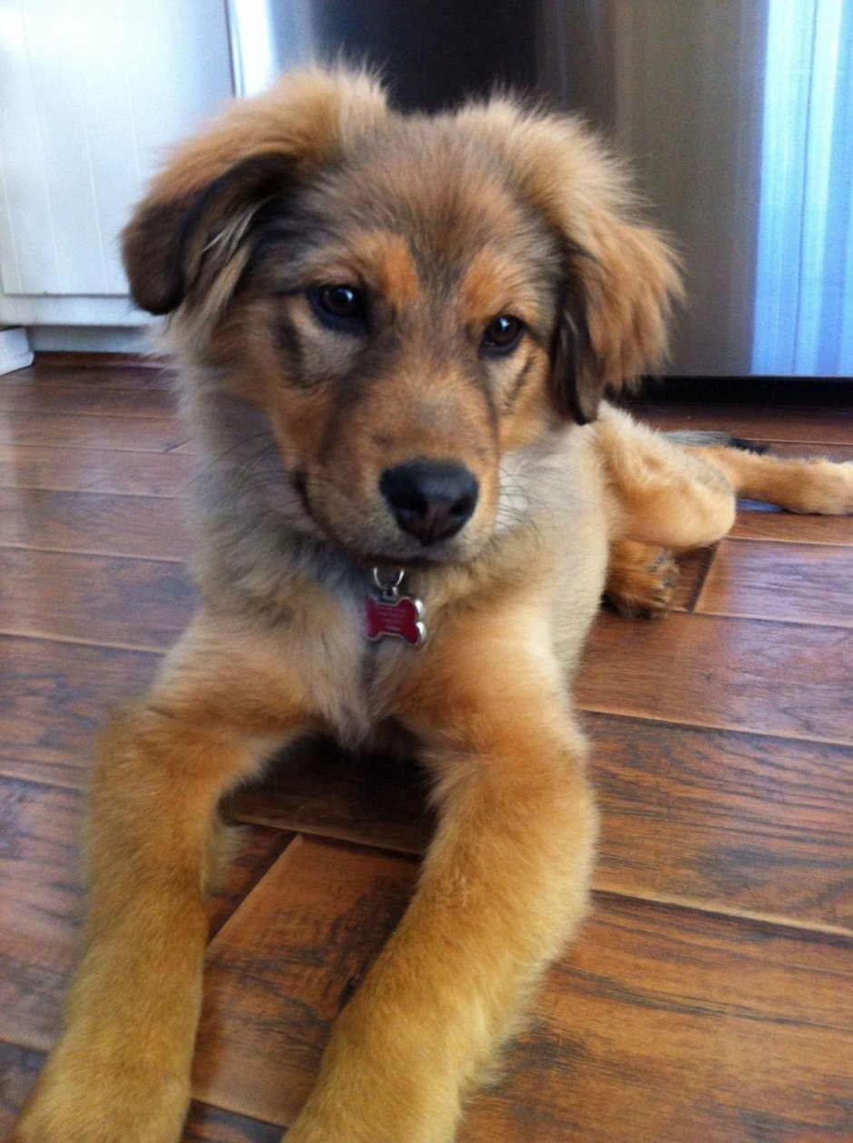 Смесь золотистого ретривера и немецкой овчарки