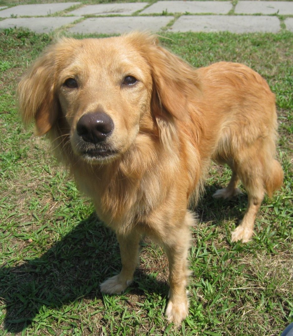 Такса и золотистый ретривер