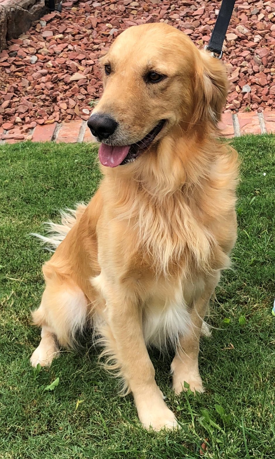 Метис золотистого ретривера