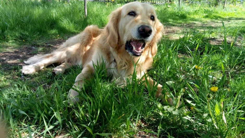 Метис лабрадора и ретривера