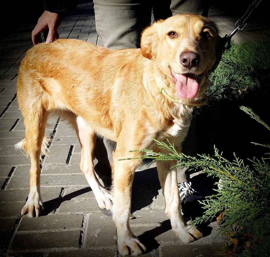 Метис золотистого ретривера