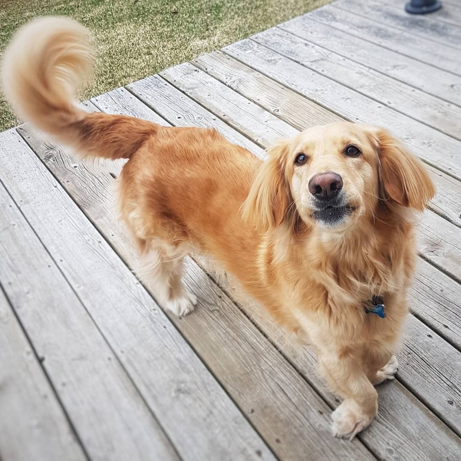 Такса и золотистый ретривер