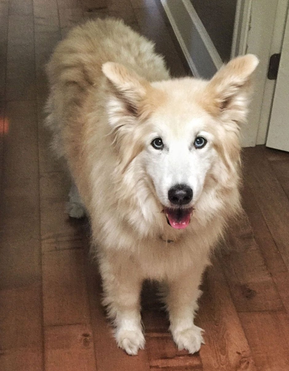 Метис кокер спаниеля