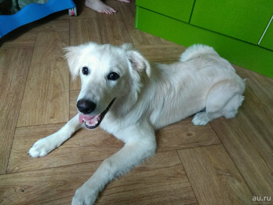 Метис самоеда и ретривера