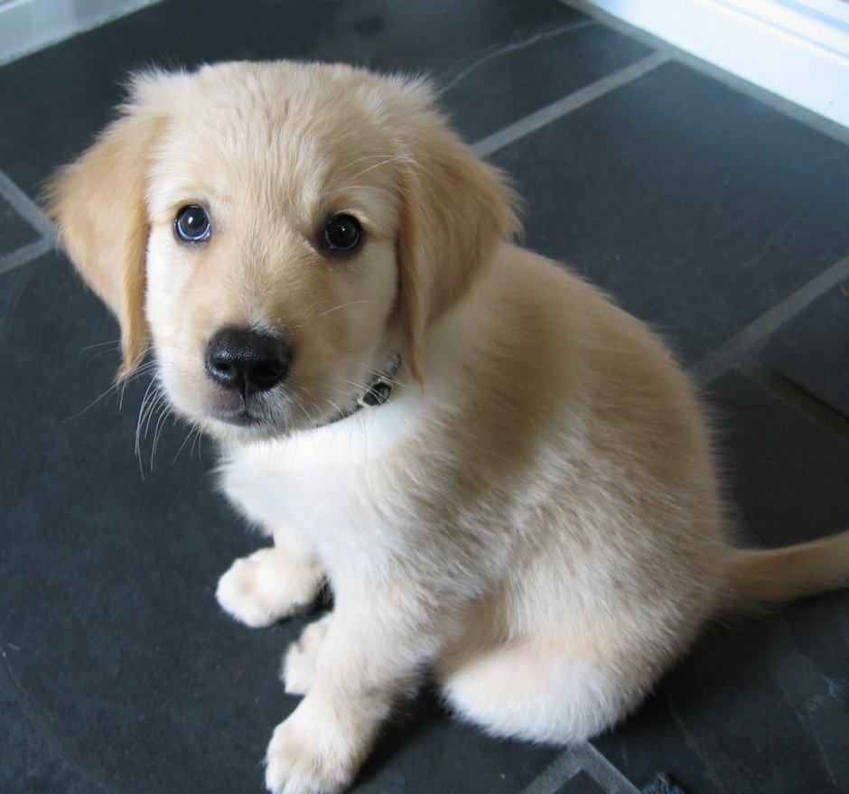 Золотистый кокер ретривер