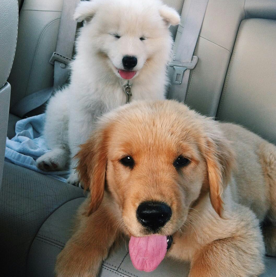 Метис золотистого ретривера