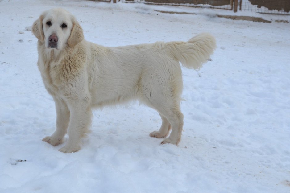 Мини Голден ретривер