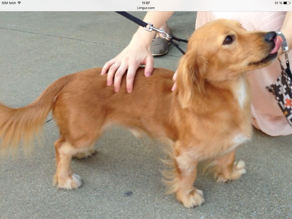 Метис корги и спаниеля