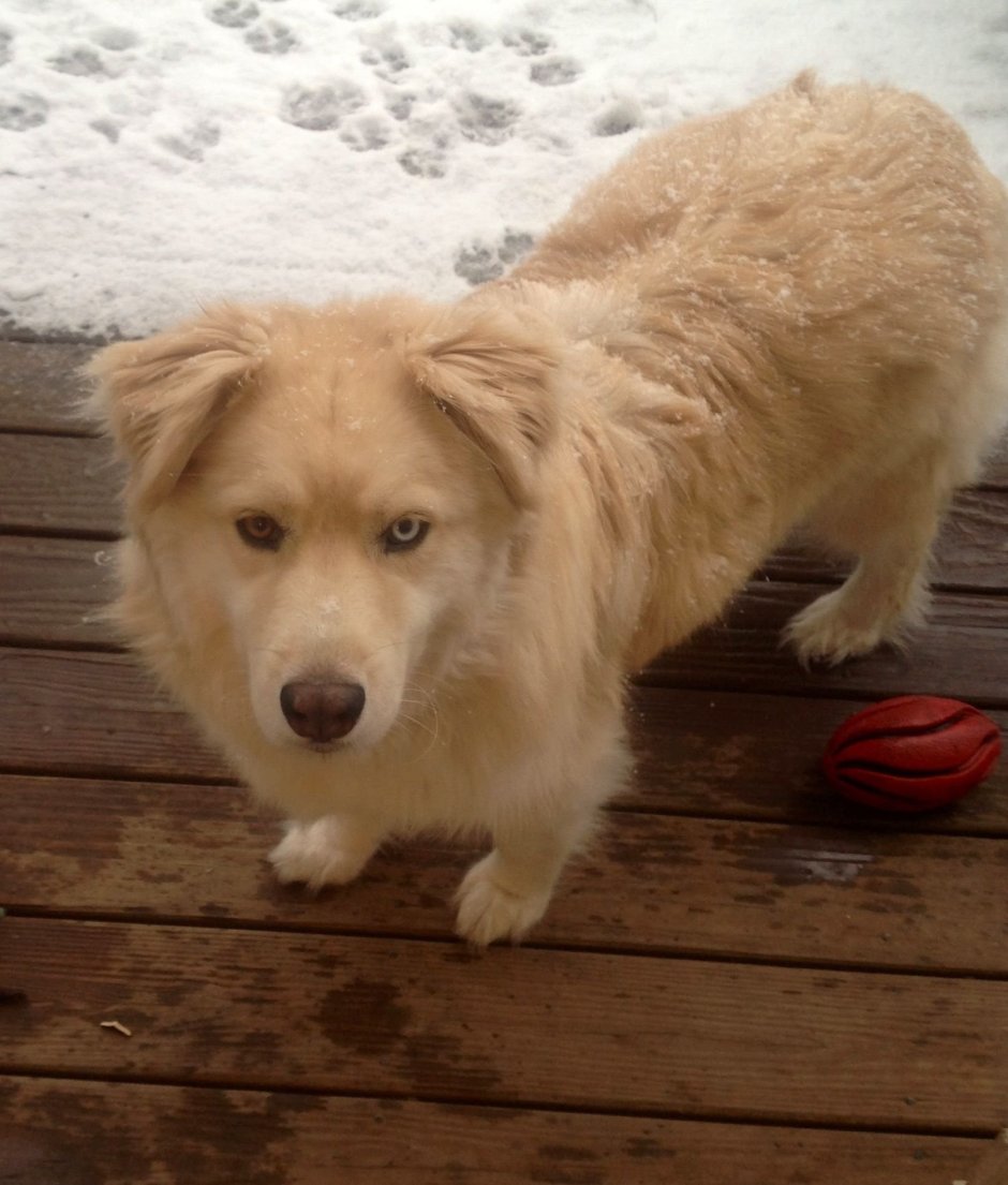 Метис ретривера и хаски