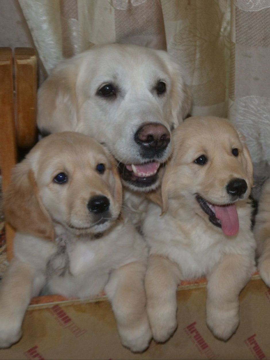 Голден ретривер 9 месяцев