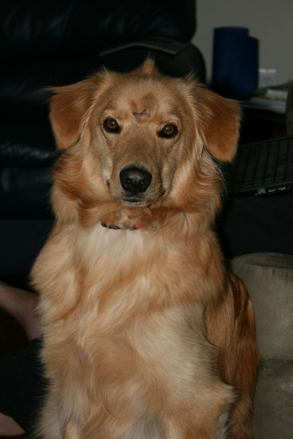 Корги и лабрадор