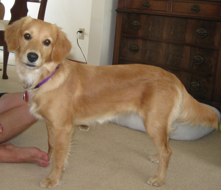 Метис золотистого ретривера