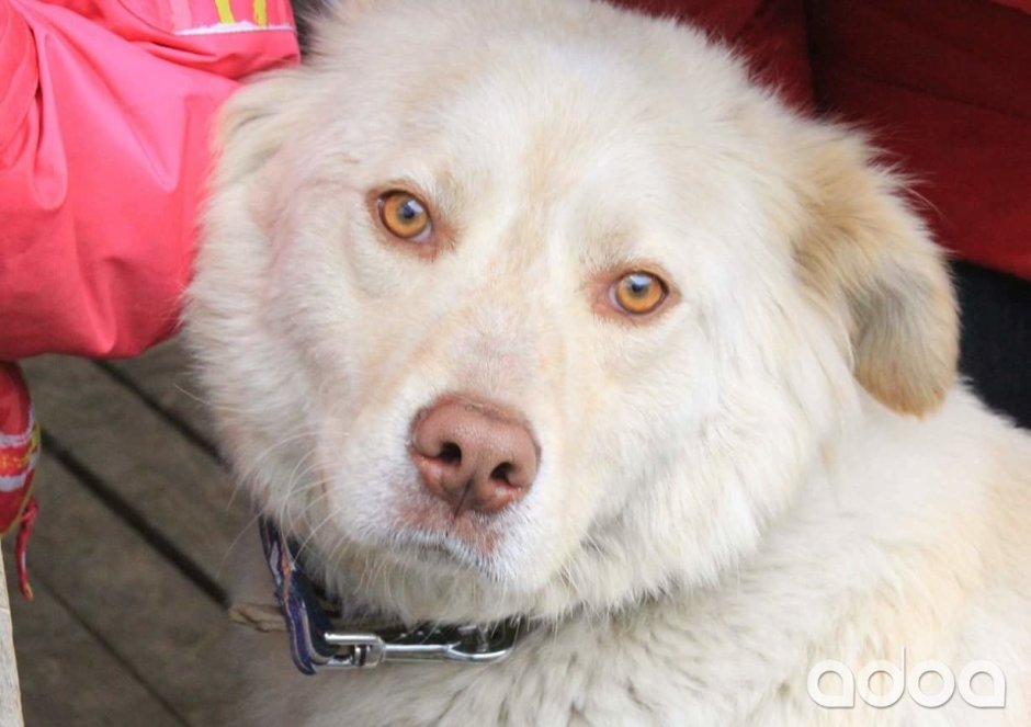 Золотистый ретривер и немецкая овчарка