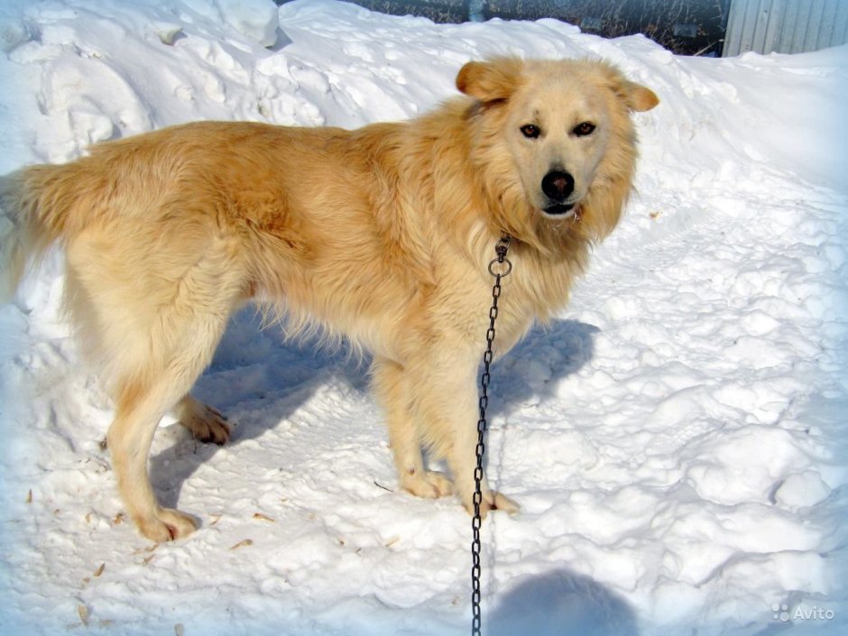 Метис кокер лабрадор