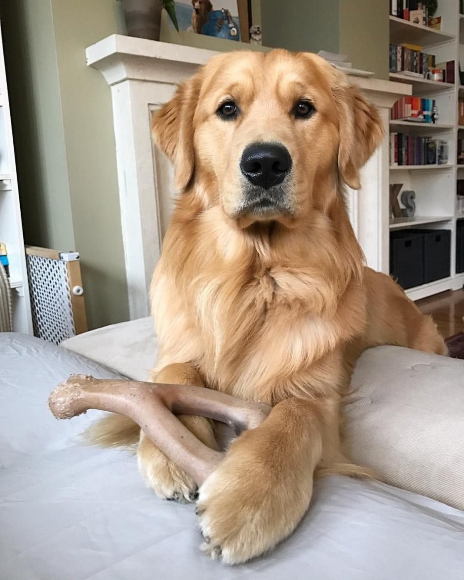 Метис лабрадора и Голден ретривера