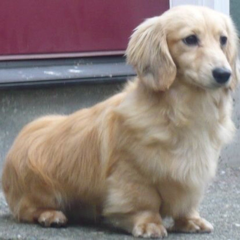 Швейцарская овчарка и лабрадор