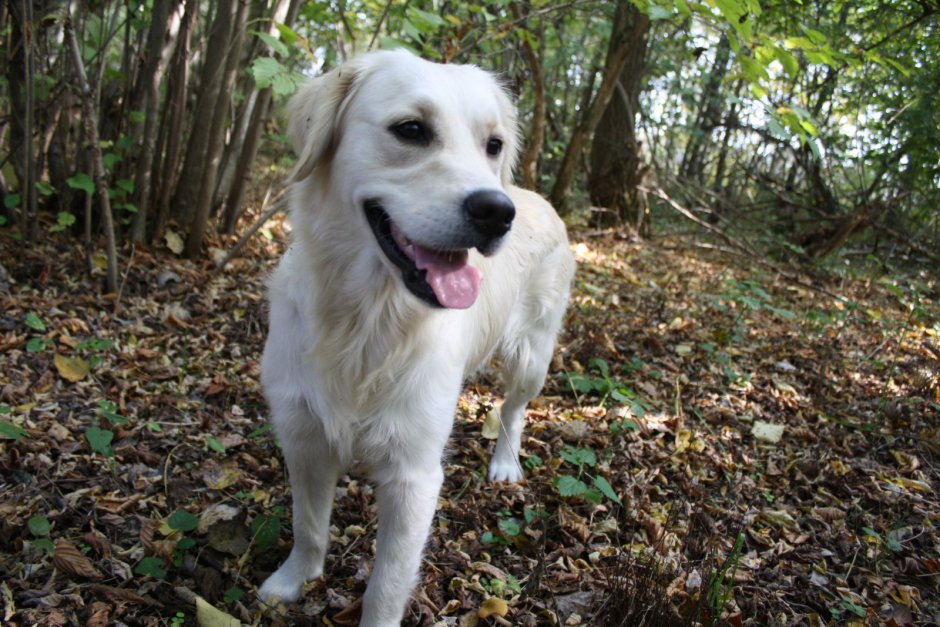 Метис спаниеля