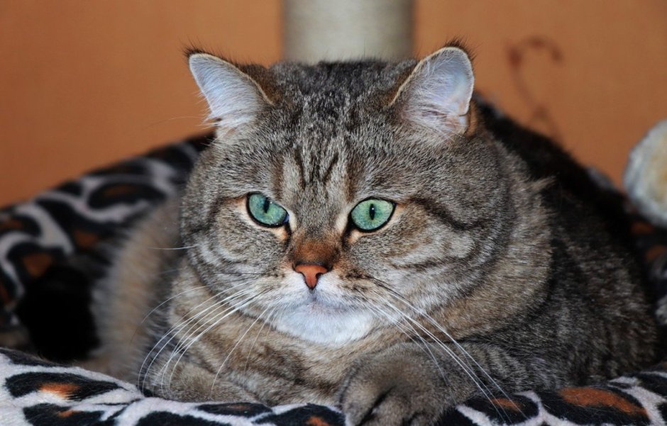 Британский прямоухий кот полосатый