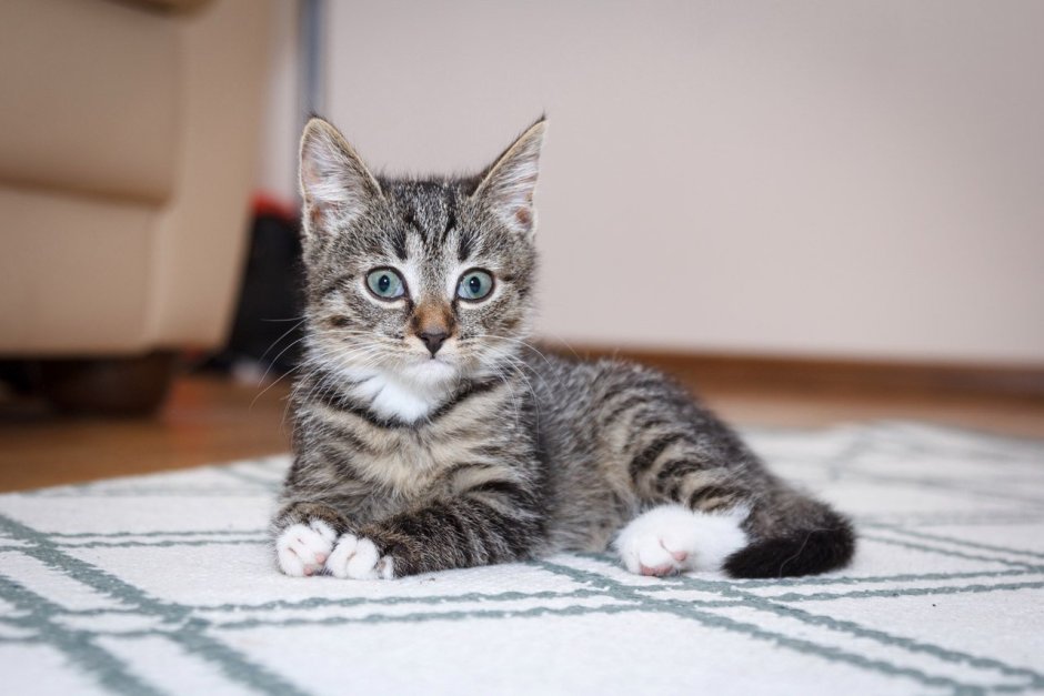 Полосатый котенок