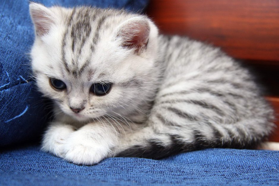 Котята породы вискас