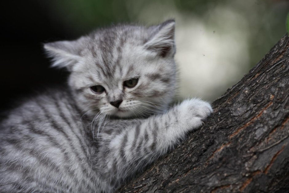 Шотландская кошка вискас