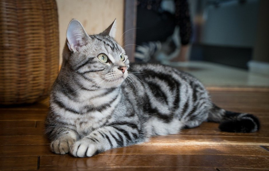 Британец полосатый