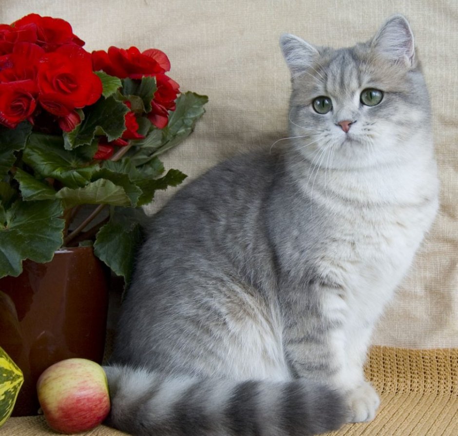 Британская мраморная шиншилла